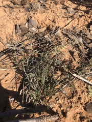 Vicia ludoviciana