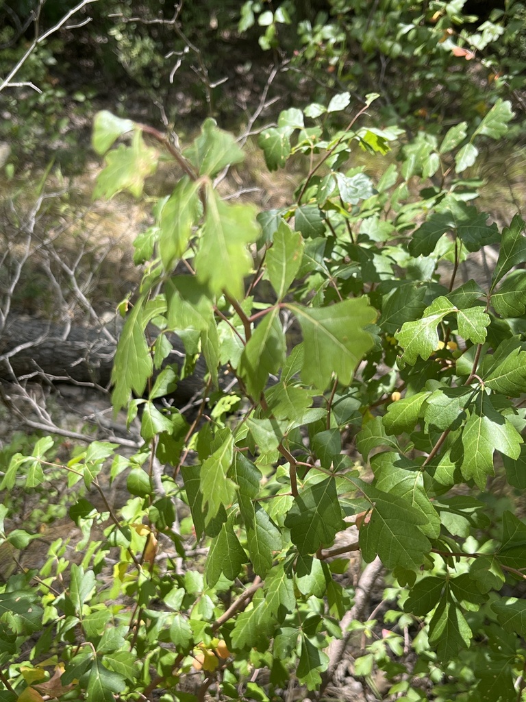 fragrant sumac from Eisenhower State Park, Denison, TX, US on July 29