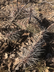 Opuntia tortispina