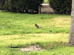 Sciurus niger