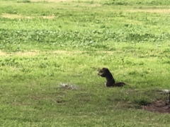 Sciurus niger
