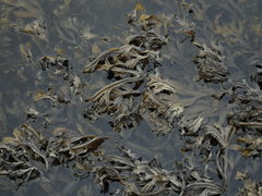 Fucus ceranoides