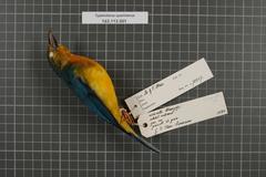 Blue-Backed Tanager photo 1