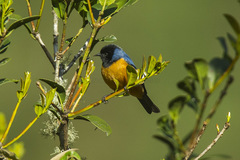 Blue-Backed Tanager photo 3