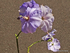 Solanum wendlandii