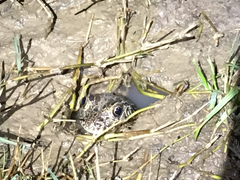 Lithobates areolatus