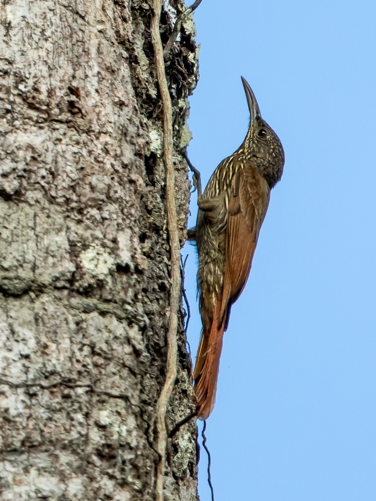 Guianan Woodcreeper photo
