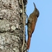 Guianan Woodcreeper - Photo (c) Hector Bottai, some rights reserved (CC BY-SA)