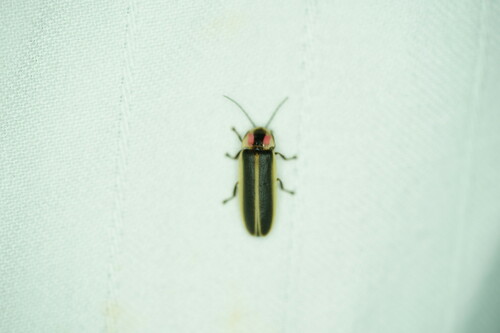 Cattail Flash-train Firefly photo 4