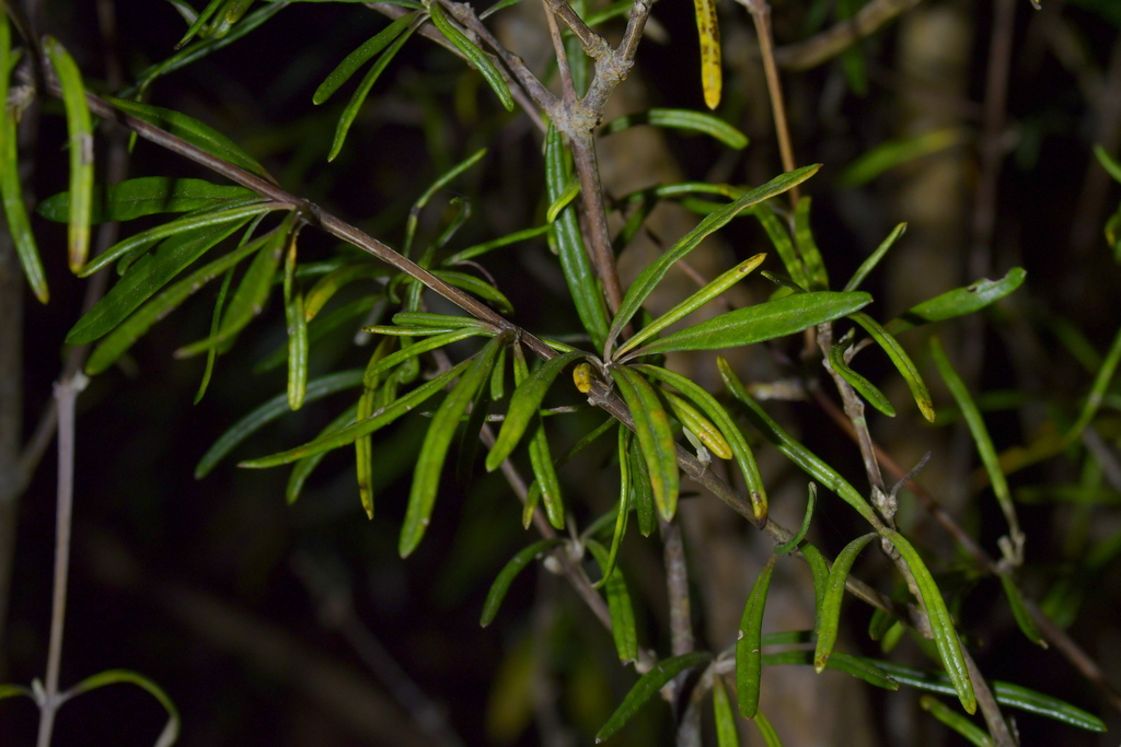 Olearia lineata in August 2023 by Christopher Stephens · iNaturalist