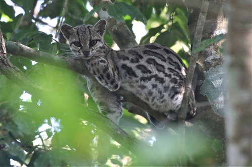 Margay