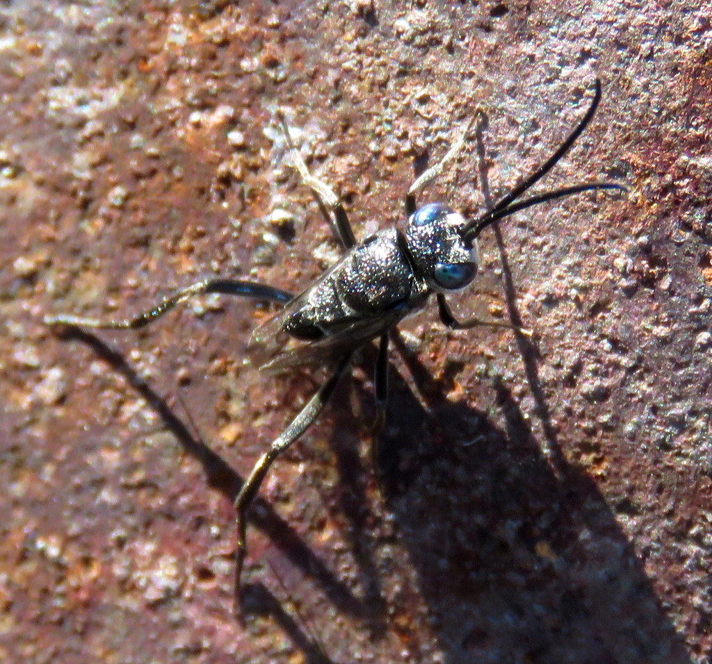 lesser ensign wasp