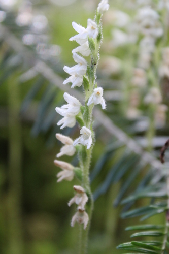 lesser rattlesnake plantain