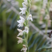 Lesser Rattlesnake Plantain - Photo (c) Hanna Dorval, some rights reserved (CC BY-NC)