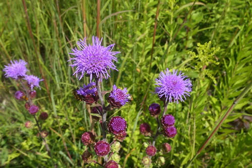 Image of Liatris scariosa by no rights reserved