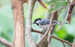 Parus minor commixtus