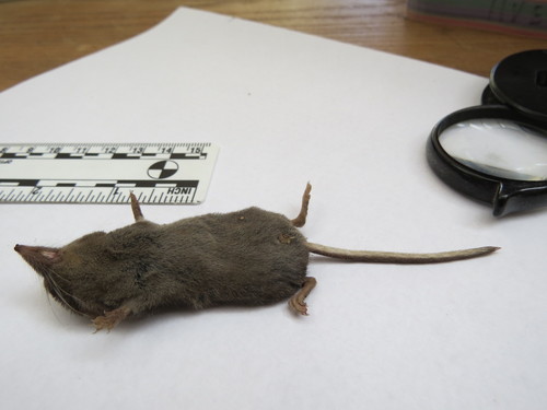 Trowbridge's Shrew