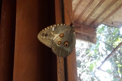 Dasyophthalma creusa