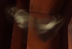 Dasyophthalma creusa