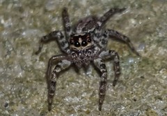 Asaphobelis physonychus