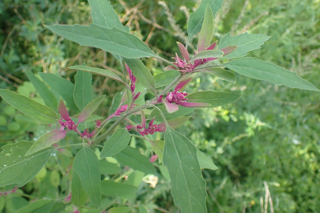 Chenopodium × reynieri