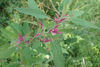 Chenopodium × reynieri - Photo (c) Thomas, some rights reserved (CC BY), uploaded by Thomas