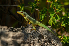 Petite Terre Anole photo 2