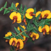 Showy Bossiaea - Photo (c) Matt Tudor, some rights reserved (CC BY-NC), uploaded by Matt Tudor