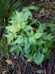 Sambucus gaudichaudiana