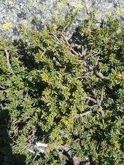 Podocarpus lawrencei