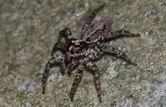 Asaphobelis physonychus