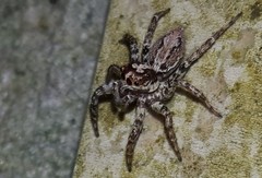 Asaphobelis physonychus