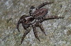 Asaphobelis physonychus