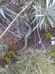 Pseudemoia pagenstecheri