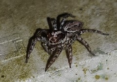 Asaphobelis physonychus