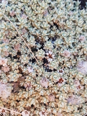Ewartia nubigena