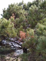 Pinus muricata