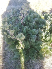 Aciphylla glacialis