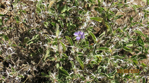 Barleria delamerei image