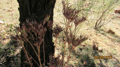 Christmastree plant (Kalanchoe glaucescens)