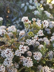 Ozothamnus alpinus