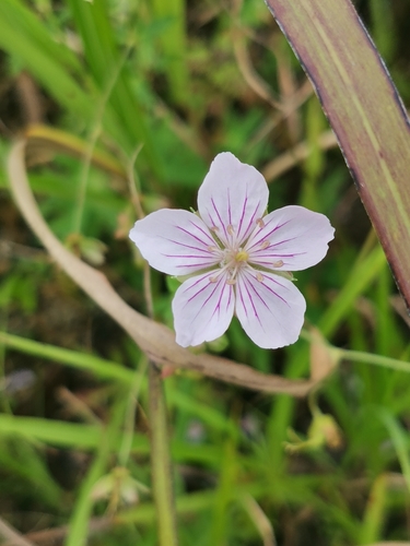 Geranium krameri, photograph 4