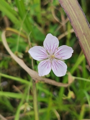 Geranium krameri, photograph Elena_Sherehora, CC BY, iNaturalist via GBIF