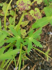 Geranium krameri, photograph Elena_Sherehora, CC BY, iNaturalist via GBIF