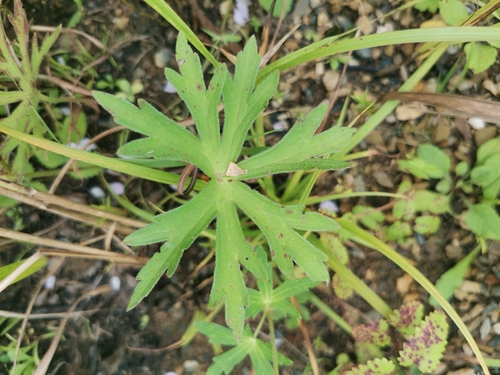 Geranium krameri, photograph 6