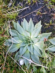 Plantago muelleri