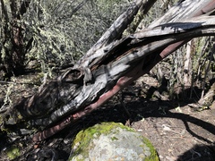 Arctostaphylos viscida pulchella