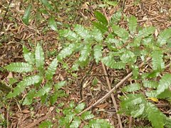 Alectryon excelsus excelsus