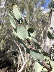 Arctostaphylos viscida pulchella