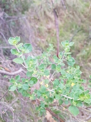 Prostanthera rotundifolia